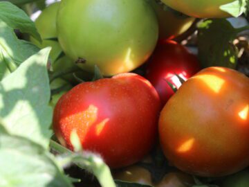 Дополнительные деньги на перевозку сельхозпродукции