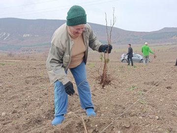 <strong>В Крыму аграрии приступили к осенней закладке садов </strong>