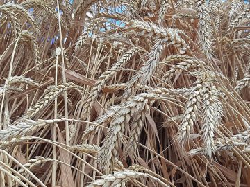 В Крыму на 10% выросло производство сельхозпродукции