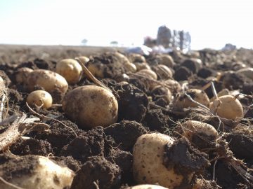 <strong>В 2022 году в РК темп роста валовой продукции в АПК составил 18%</strong>