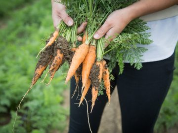 Поддержка отрасли овощеводства!
