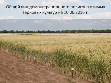 Мониторинг качества мягкой и твердой пшеницы