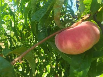 Кто первый?