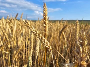 Крымская пшеница — 2024 отличается высокими потребительскими характеристиками