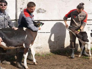 Крымские ученые получили патент на новый фитобиотик для телят