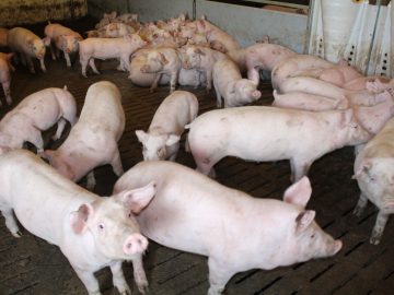 Подведены итоги учёта и маркировки животных