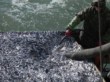 Промысел рыбы в Черном и Азовском морях вырос на 47%