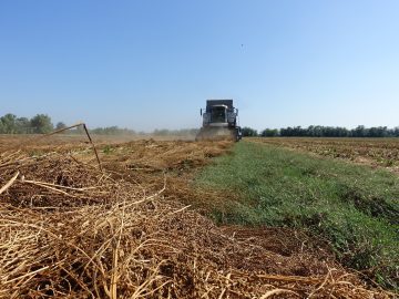 В Крыму завершена уборка семенников сахарной свеклы