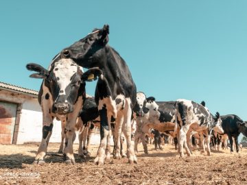 Рост производства молока и инновационные проекты