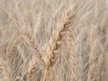 Складские свидетельства на агропродукцию получат законодательный статус
