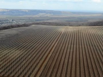 Субсидии на уход за многолетними насаждениями