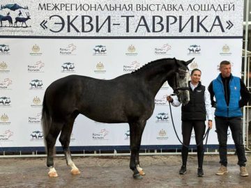 «Экви-Таврика» — важный этап в селекционно-племенной работе