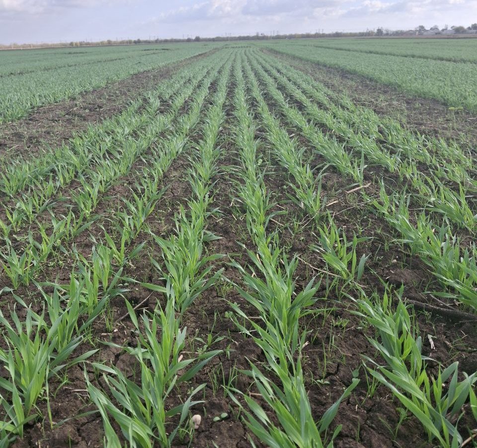 Посевная кампания-2026