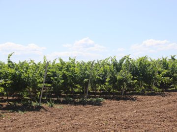 Подведены итоги инвентаризации виноградных насаждений