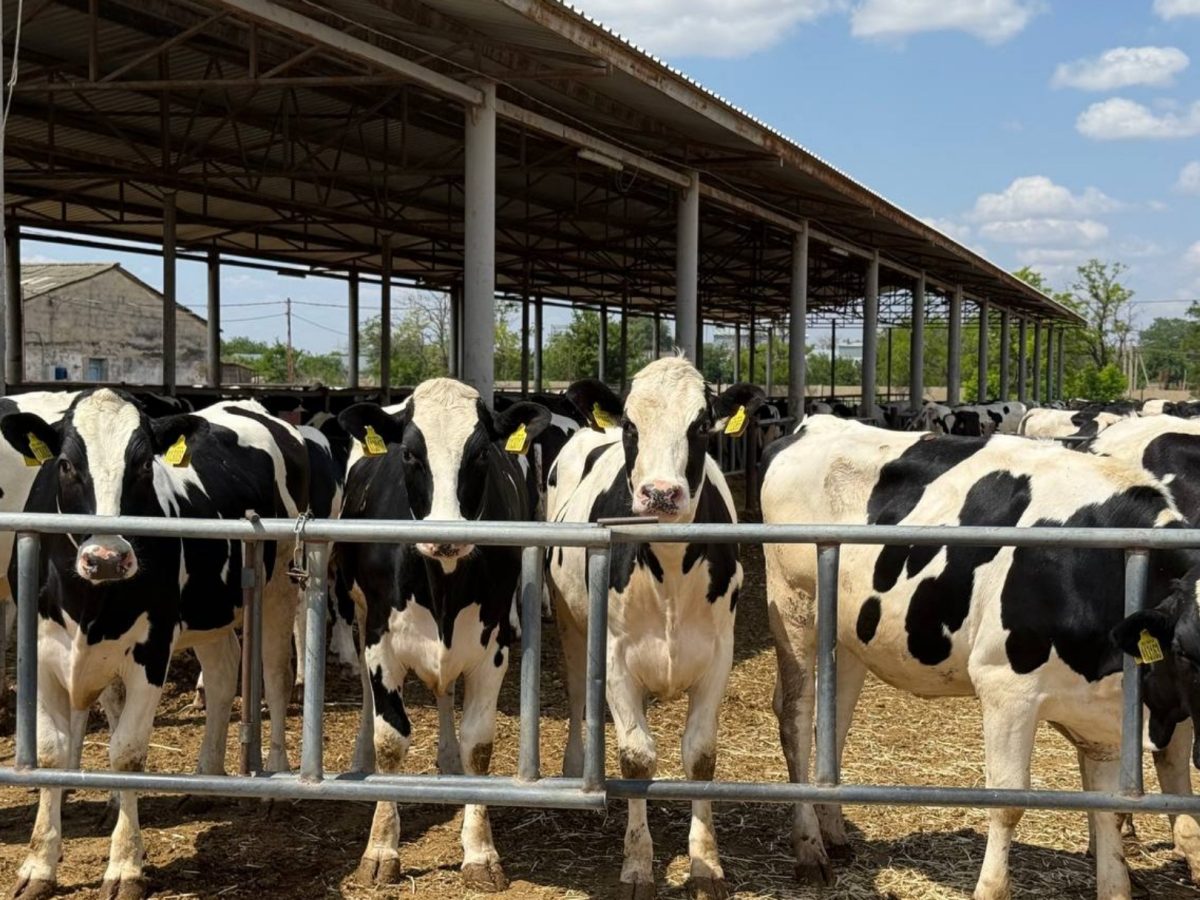 В Крыму развивается животноводство