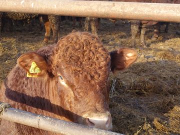 Крымская «мраморная» говядина скоро появится на прилавках