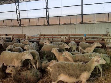 На контроле Минсельхоза — развитие животноводства полуострова