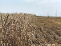 Аграрии Крыма получат 150 млн рублей из-за потери урожая зерна