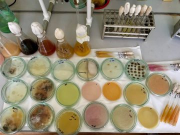 Крымские ученые изобрели многокомпонентный биопрепарат