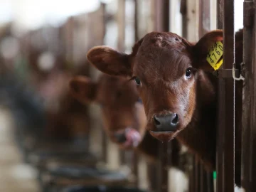 Более четверти миллиарда рублей — на селекцию в животноводстве