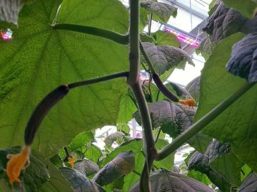 Экологически чистые крымские огурцы