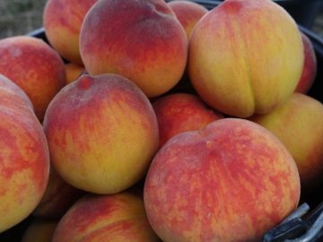 Крымские персики будут высажены в Беларусии