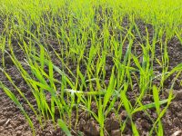 Право аграриев на срочное применение пестицидов