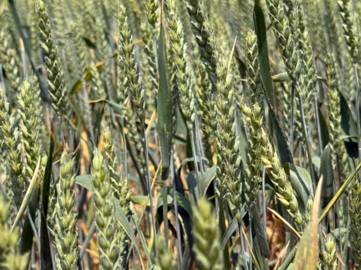 Подходящая погода для зимующих культур