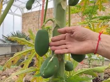 Крымская папайя: перспективно ли?