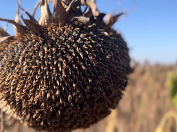 Запорожская область поможет перерабатывать крымский подсолнечник