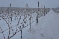 Инвестиции в АПК превысили 54 млрд руб.