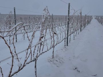 Инвестиции в АПК превысили 54 млрд руб.