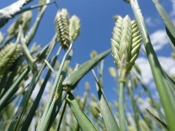 Новые меры поддержки для сельхозпроизводителей