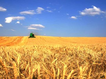 Чтобы избежать потери урожая