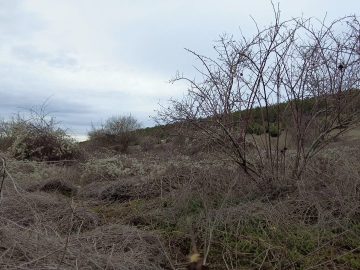 Россельхознадзор выявил около 30 заброшенных земельных участков