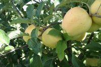 На развитие сельского хозяйства Крыма за 12 лет направили более 30 млрд рублей