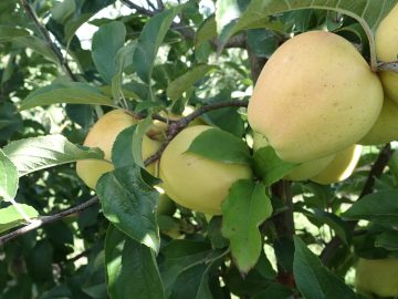 На развитие сельского хозяйства Крыма за 12 лет направили более 30 млрд рублей