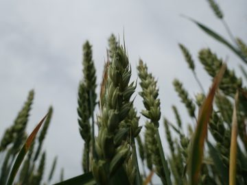 Крымское растениеводство демонстрирует рост