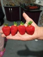 Растёт число производителей органической продукции