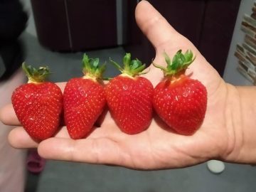 Растёт число производителей органической продукции