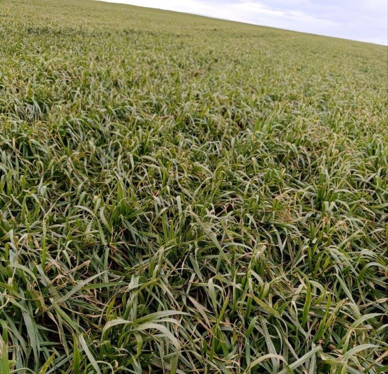 Уход за озимыми зерновыми культурами