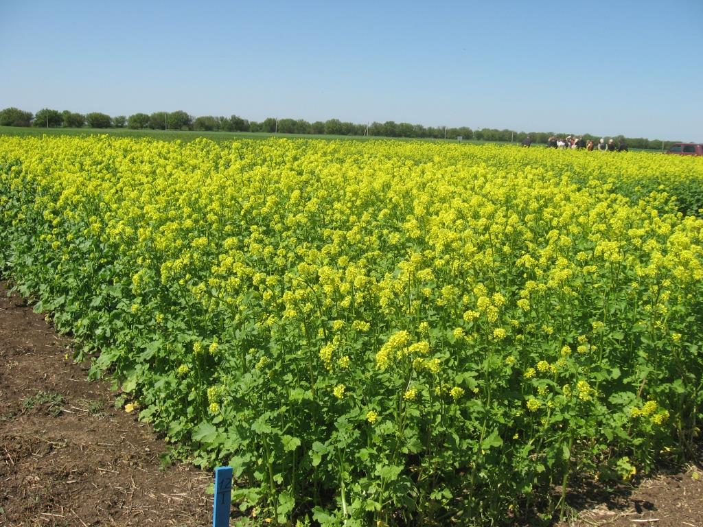 Рекомендации по посеву яровых культур