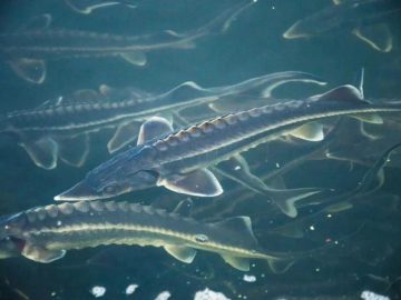 В Азовском море растёт количество русского осетра