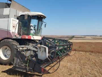 Растим высококачественное зерно озимой твердой пшеницы