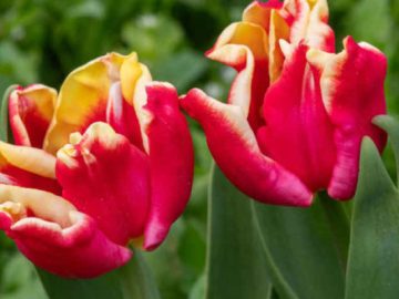 Романтика Крымской весны