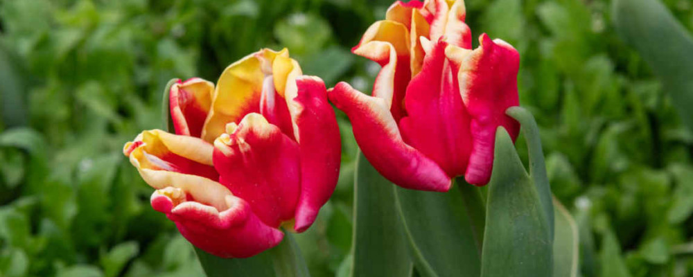 Романтика Крымской весны