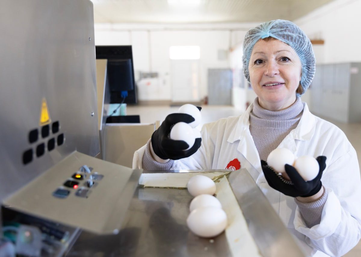 Рекордное производство яиц