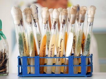 Инновационные биопрепараты для «умного» сельского хозяйства