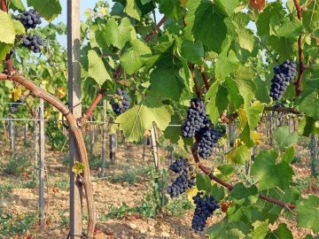 На винодельне «Бельбек»