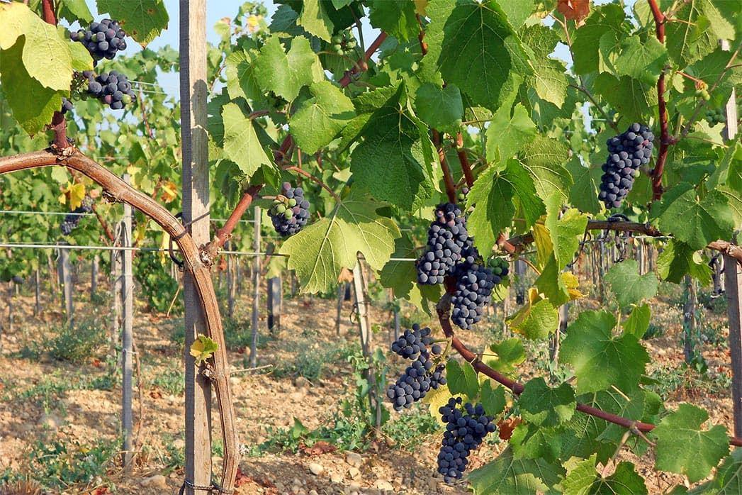 На винодельне «Бельбек»